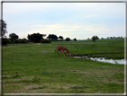 foto Parco nazionale del Chobe